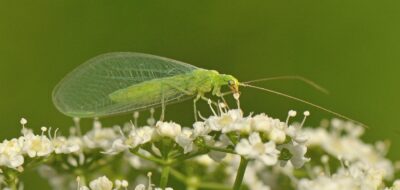 insecten goudoogje